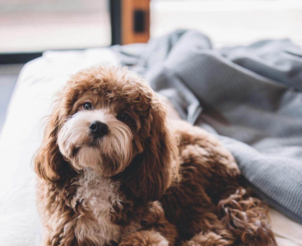 Dog on a bed